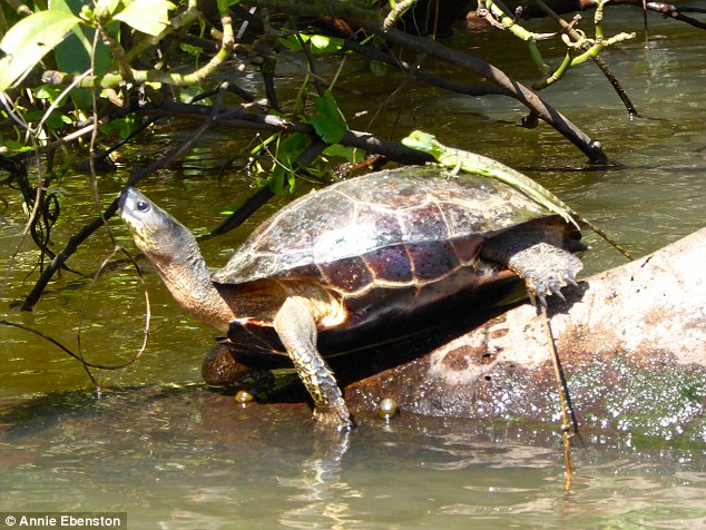 This Jesus Christ lizard (so-called as they walk on water) takes a ride on the back of a turtle 