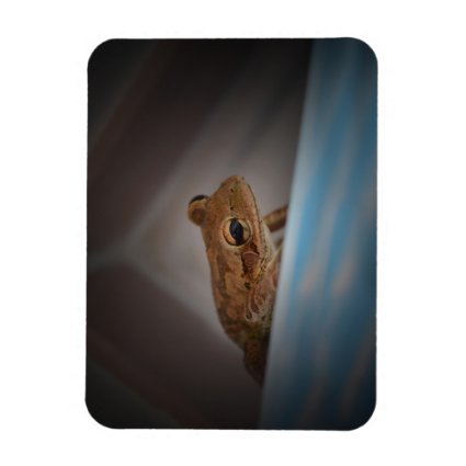 Frog behind blue neat animal amphibian photo vinyl magnet