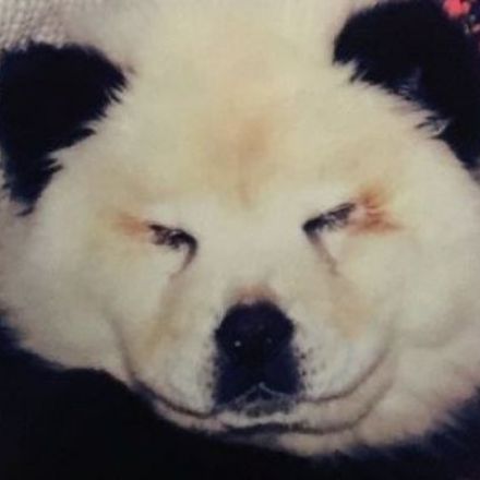 Fake pandas at circus were really painted dogs