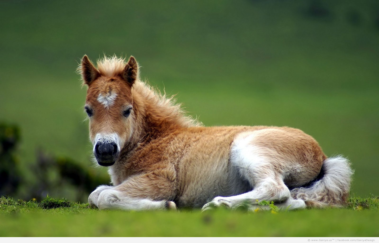 Gambar Anak Kuda Unik, Aneh, Lucu, Dan Imut Banget