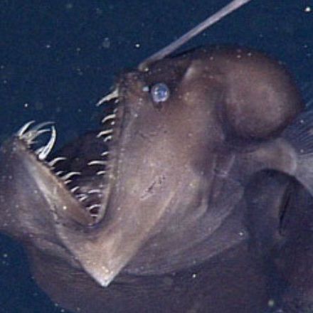 Rare Sea Monster Caught on Film