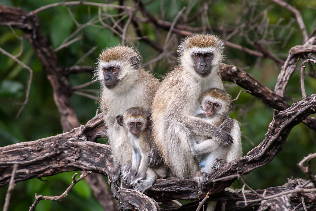 monkey family photo