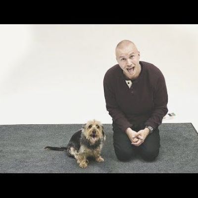 How Dogs react to Human Barking?