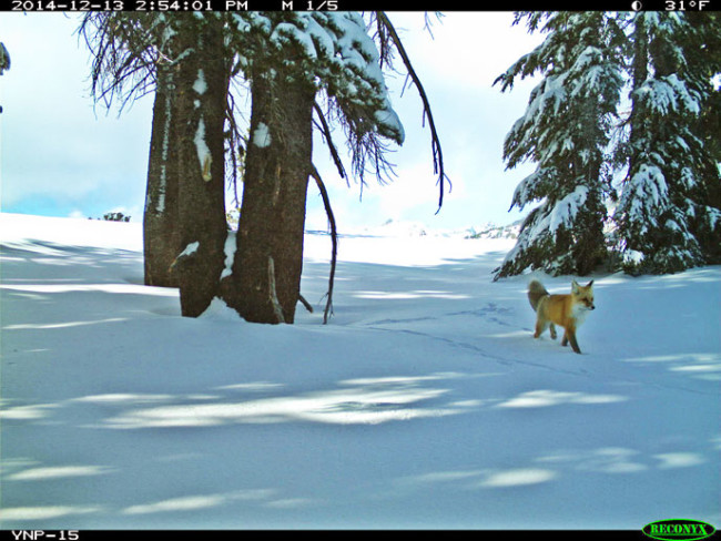 First sighting of the Sierra Nevada red fox in Yosemite in 100 years