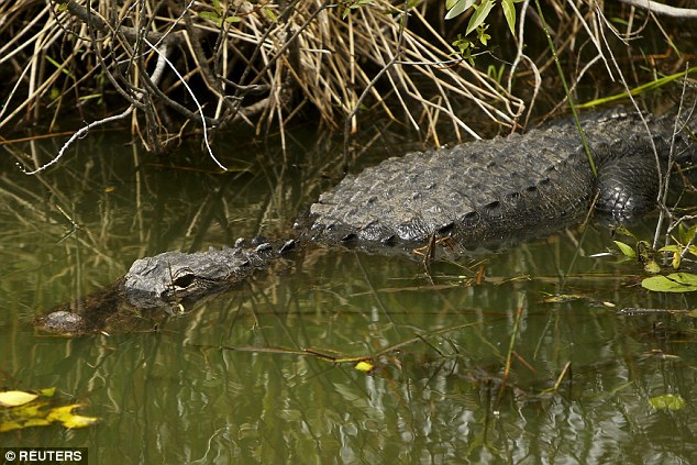 An alligator is spotted sunning itself along the Anhinga Trail at Everglades National Park as Obama took a tour