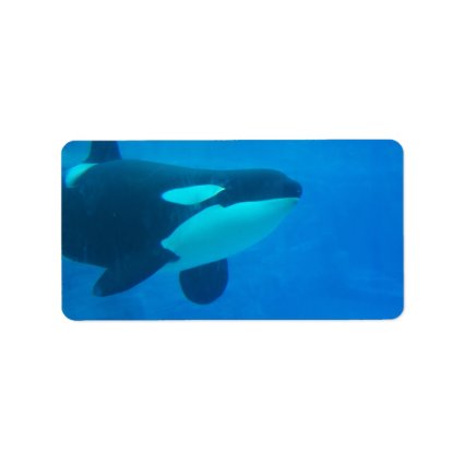 orca killer whale underwater blue custom address labels