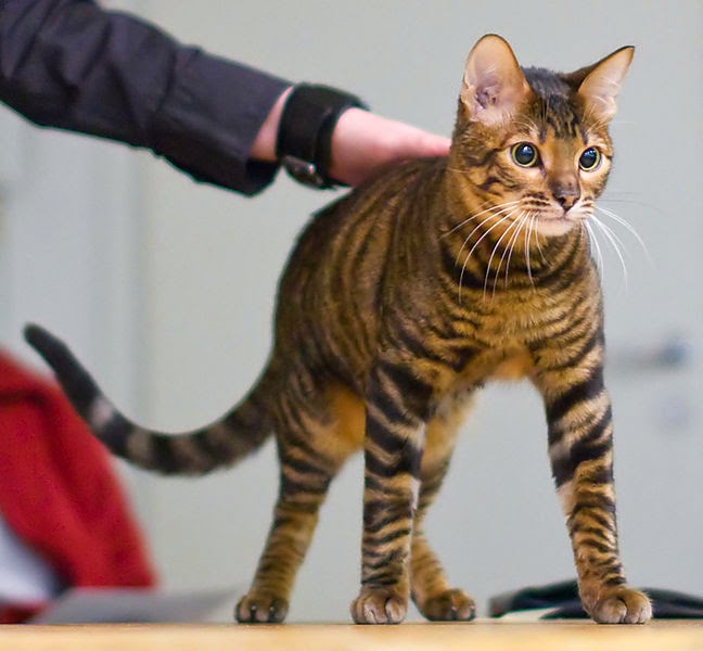 Top 15 Lovely-looking Striped Breeds of Cat in the World
