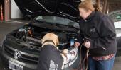 LARISHKA. La perra entrenada por la Afip que detectó el dinero en el auto (Gentileza Afip).
