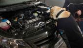 LARISHKA. La perra entrenada por la Afip que detectó el dinero en el auto (Gentileza Afip).