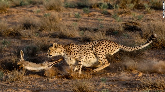<strong>May 26:</strong> An Asiatic cheetah hunts a rabbit at the Miandasht Wildlife Refuge in Jajarm, Iran. Iran is conducting a campaign to save the Asiatic cheetah, a species that is dwindling in the region. 