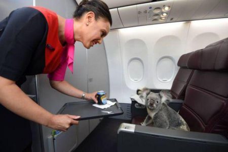these-pets-would-make-any-flight-10x-more-enjoyable-25-photos-6