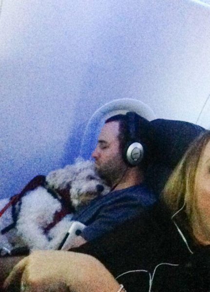 these-pets-would-make-any-flight-10x-more-enjoyable-25-photos-24