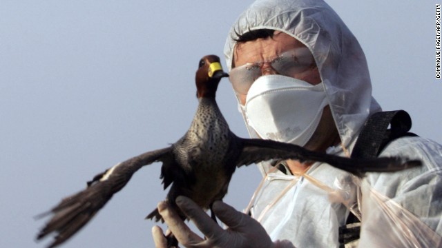 File photo: A worker sets free a wild duck after ringing the bird and taking biological samples of it. 