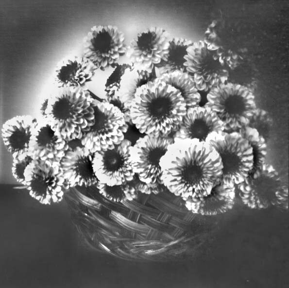 pinhole-camera-flowers