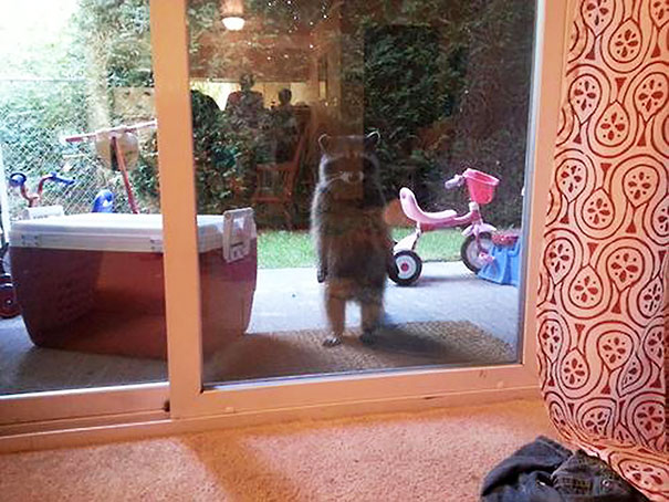 Look Meredith, We Both Said Things We Didn’t Mean, Can You Just Let Me In So We Can Talk About This?