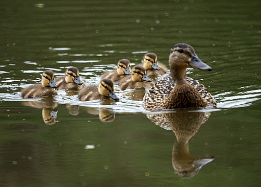 Mother and Baby Ducks (5828496140)