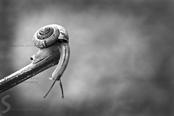 black and white nature photography