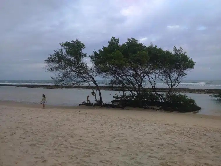 praias de pernambuco brasil enseada dos corais