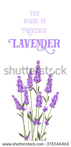 The lavender elegant card with bouquet of flowers and text. Lavender garland for your text presentation. Label of soap package. Label with lavender flowers. Vector illustration.