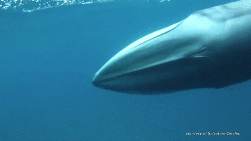 Watch the First Footage of the Planet’s Most Elusive Whale