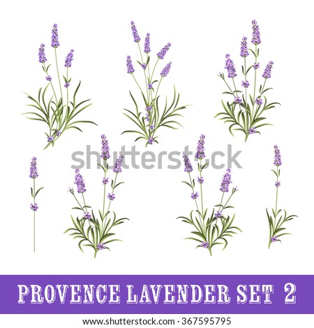 Vintage set of lavender flowers elements. Botanical illustration. Collection of lavender flowers on a white background. Watercolor lavender set. Lavender flowers isolated on white background.