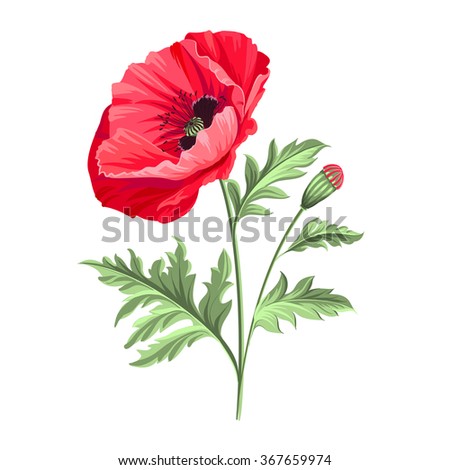 Background with beautiful poppies. Vector illustration.