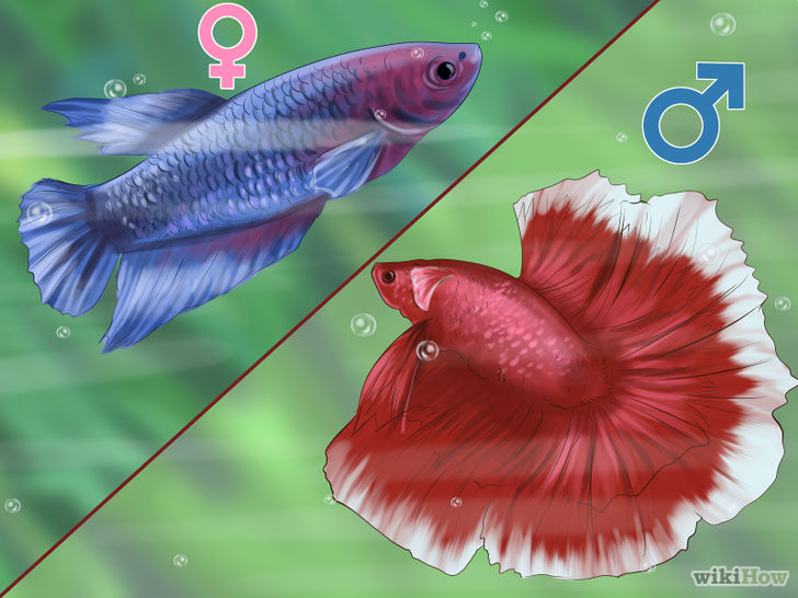 Determine the Sex of a Betta Fish Step 1.jpg