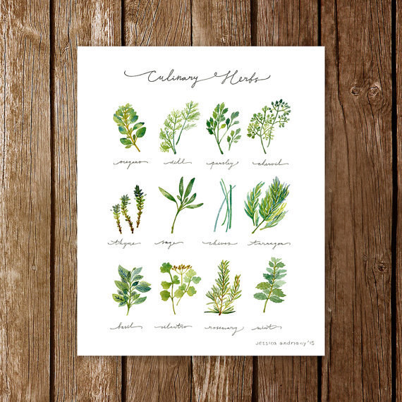 A watercolor guide to culinary herbs.