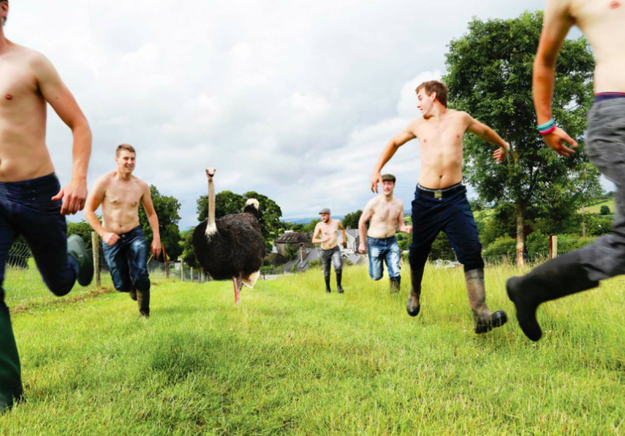 And shirtless Irish farmers frolicking in a field alongside an ostrich?