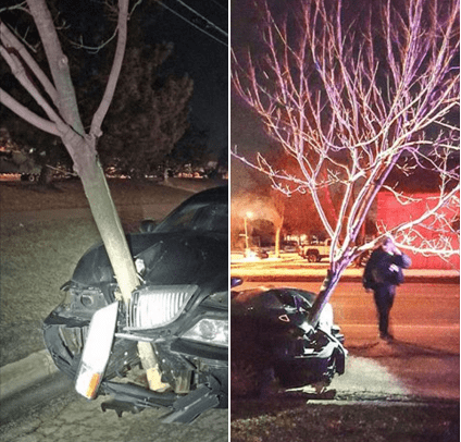 driving fail tree A Woman Crashed Into a Tree and Proceeded to Just Drive Around With It Stuck in the Hood of Her Car