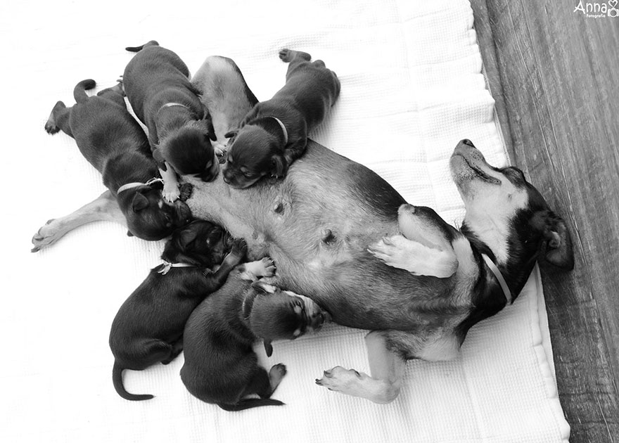dog-maternity-photoshoot-puppies-lilica-ana-paula-grillo-10