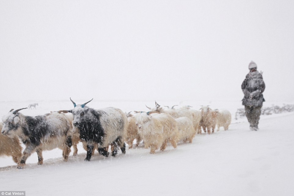 After the nomads herd goats down from the snowy mountain slope they quickly gather to feed the hungry animals