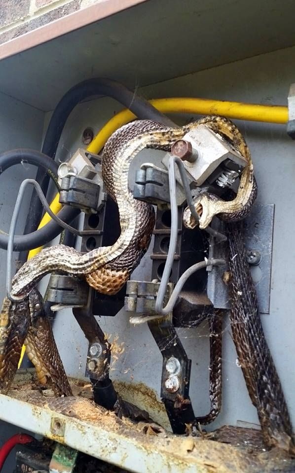 win metal AF snake kills snake trying to eat it by electrocuting them both