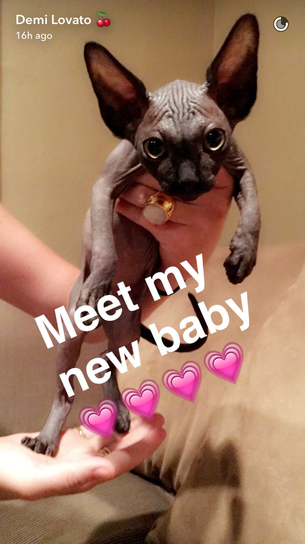 Meet Hairyette, Demi Lovato's new cat.