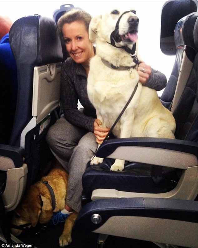 Zumba instructor Amanda Weger, was able to transport her two dogs Tucker (on the floor) and Bailey (on the seat) in the cabin and uploaded a photo of the pooches getting to grips with the seating arrangement