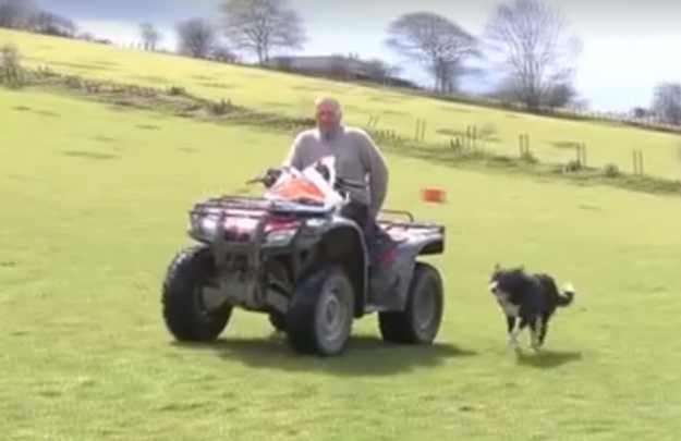 They sent the farm Pero, a five-year-old sheepdog, who works best with smaller herds of sheep, James said.