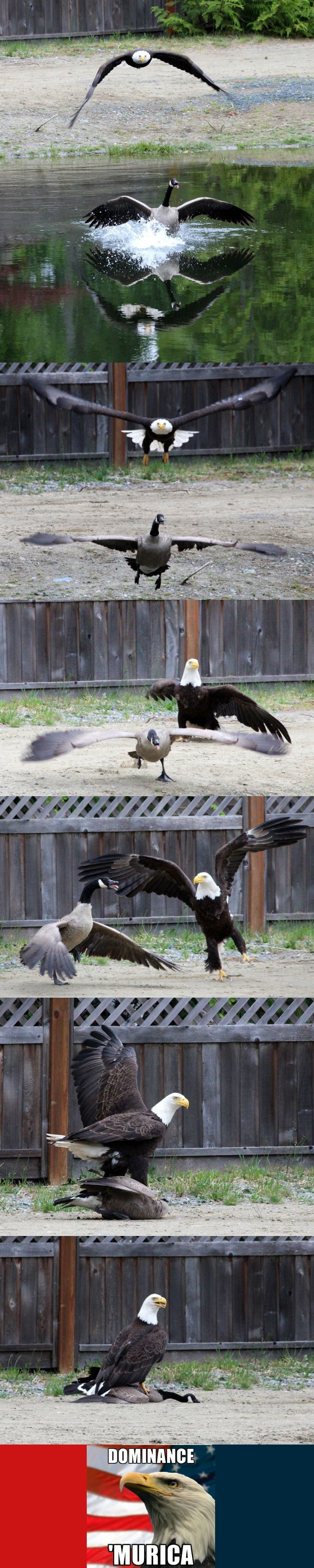 win bald eagle and canadian goose fight in real life