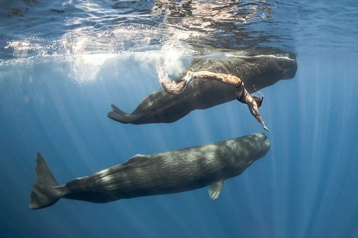 They feature stunning images of sperm and blue whales, along with French freediver Marianne Aventurier.