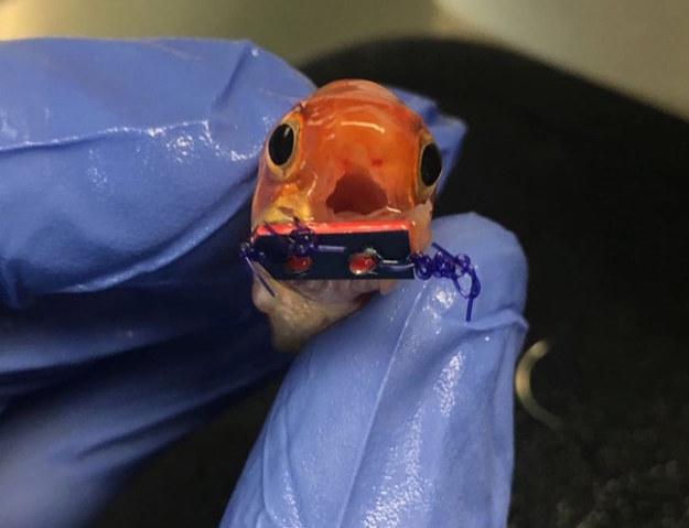 A veterinarian in Pennsylvania had a creative solution to help a goldfish who was suffering from jaw problems: A tiny mouth brace.