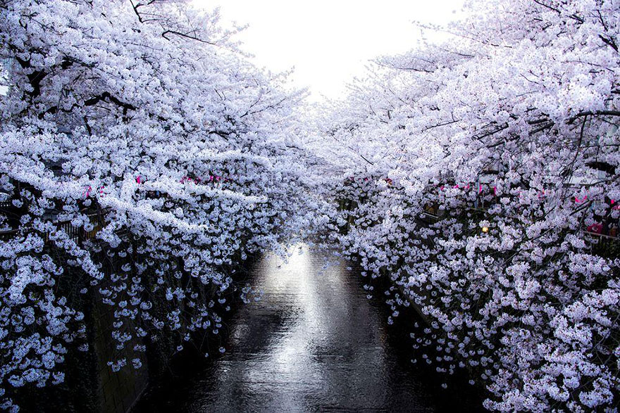 spring-japan-cherry-blossoms-national-geographics-7