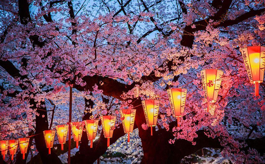 spring-japan-cherry-blossoms-national-geographics-21