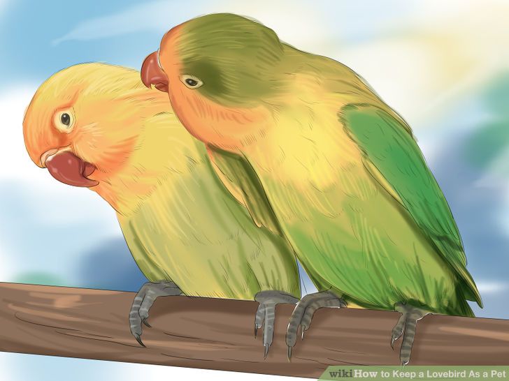 Keep a Lovebird As a Pet Step 1 Version 2.jpg