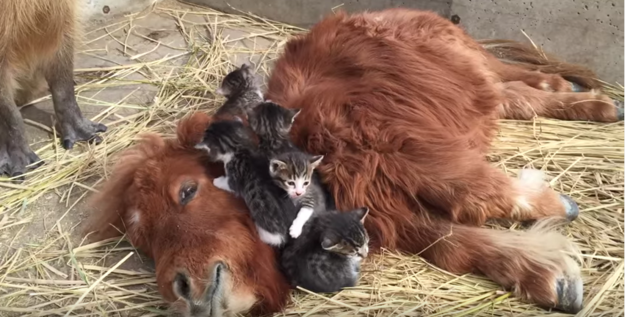 Does this look like a bunch of adorable wittle kittens viciously mauling a pony with their cuteness? BECAUSE YES, THAT APPEARS TO BE HAPPENING.