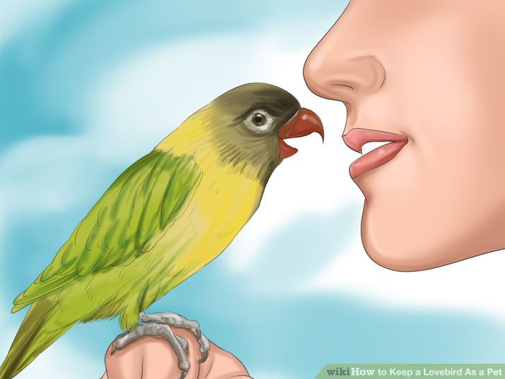 Keep a Lovebird As a Pet Step 25.jpg