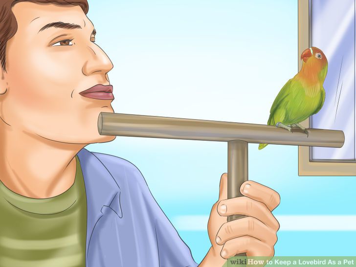 Keep a Lovebird As a Pet Step 24.jpg