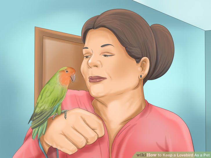 Keep a Lovebird As a Pet Step 23.jpg