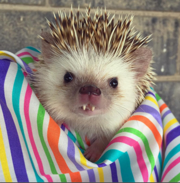 Huff was adopted by student Carolyn Parker after his previous owner returned him to the Quill Berry Hedgehogs pet breeder.