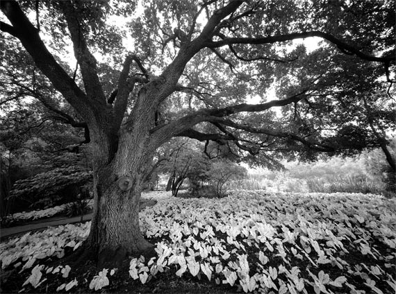 unique black and white photo