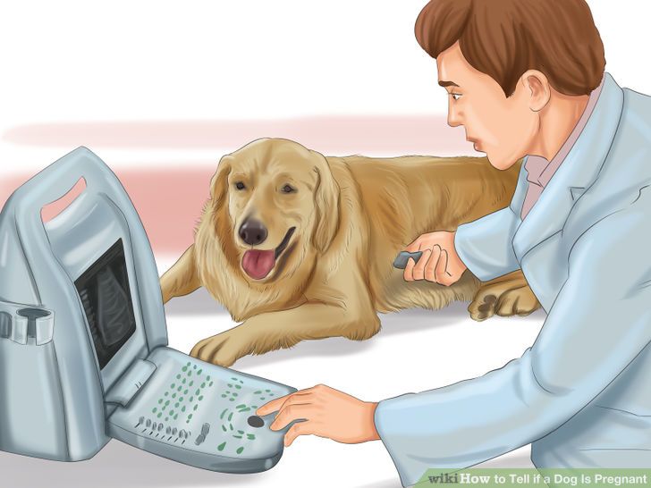Tell if a Dog Is Pregnant Step 16.jpg