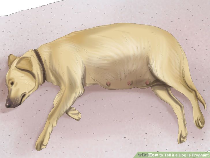 Tell if a Dog Is Pregnant Step 9 Version 3.jpg